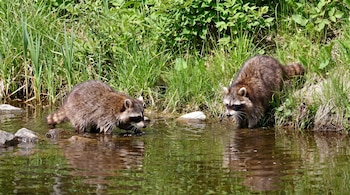 Dos mapaches con pelaje marrón y marcas faciales oscuras se encuentran en un río de agua clara, cerca de una orilla cubierta de hierba verde.