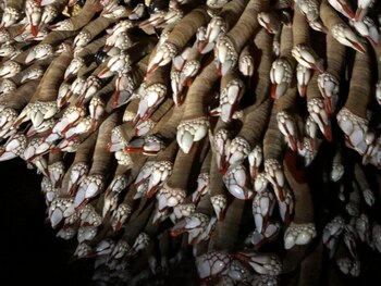 La resistencia es una clave: