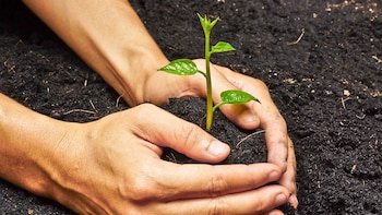 Un nuevo protocolo desarrollado por