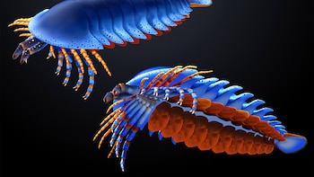 Un fósil de 500 millones de años reveló el origen compartido entre arañas y cangrejos herradura