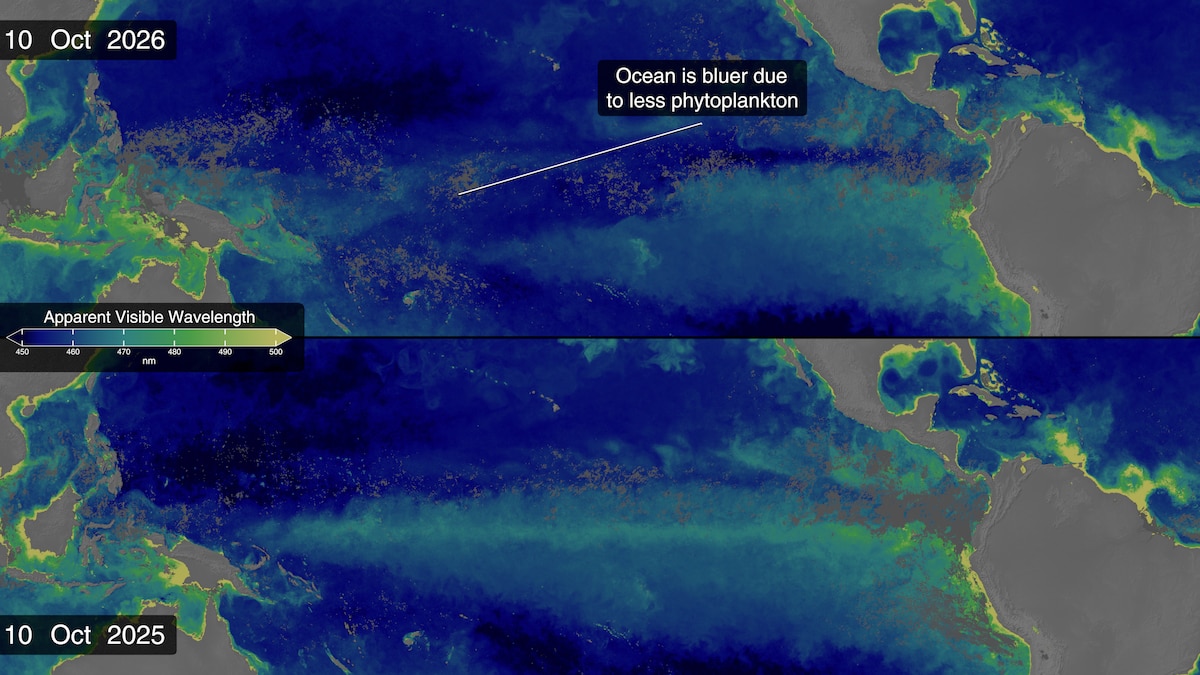 Comparación satelital del color del océano Pacífico en 2025 y 2026