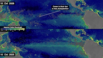 Dos mapas del océano Pacífico con escala de longitud de onda visible y un texto que señala la presencia de fitoplancton