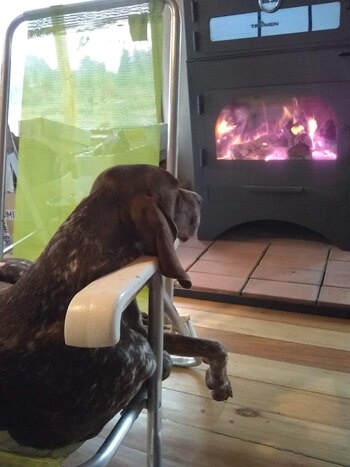 Perros de Eugenia Fagnan