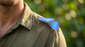 Un hombre con camisa color verde militar y barba tiene una mariposa morfo azul con alas azules abiertas posada en su hombro.