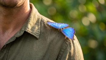 Qué significa que una mariposa se pare en tu hombro