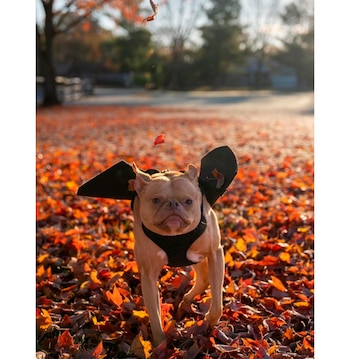 Ivy padece de síndrome de