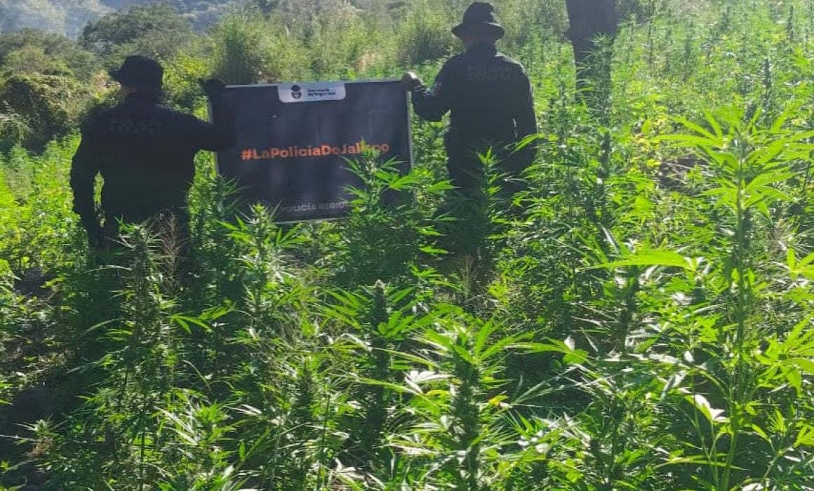 Encuentran y destruyen casi 100 mil plantas de mariguana en Tequila, Jalisco. Especial