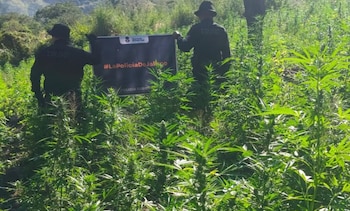 Encuentran y destruyen casi 100 mil plantas de mariguana en Tequila, Jalisco. Especial