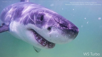 Las normativas de Massachusetts prohíben el empleo de dispositivos controlados a distancia para pescar desde la orilla (Atlantic White Shark Conservancy y División de Pesquerías Marinas de Massachusetts vía AP)