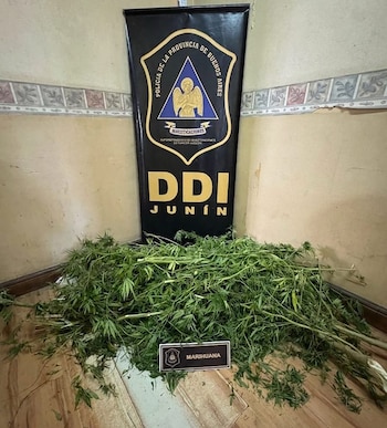 Gran cantidad de marihuana en el suelo. Fondo con estandarte de la Policía de Buenos Aires DDI Junín. Cartel en primer plano indica 'MARIHUANA'