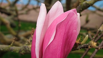 Estos son los extraordinarios beneficios