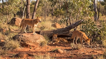 Tres dingos de pelaje claro sobre tierra rojiza con vegetación seca, rocas y un tronco caído entre varios árboles.