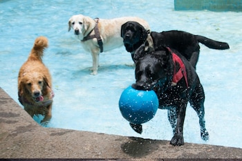 La temperatura corporal nomal de