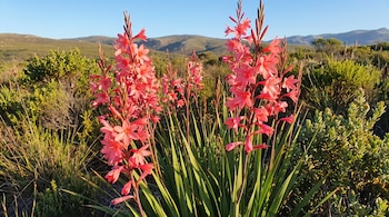 Espigas de flores tubulares rosadas con hojas verdes estrechas en un paisaje de vegetación fynbos, colinas verdes y cielo azul claro.