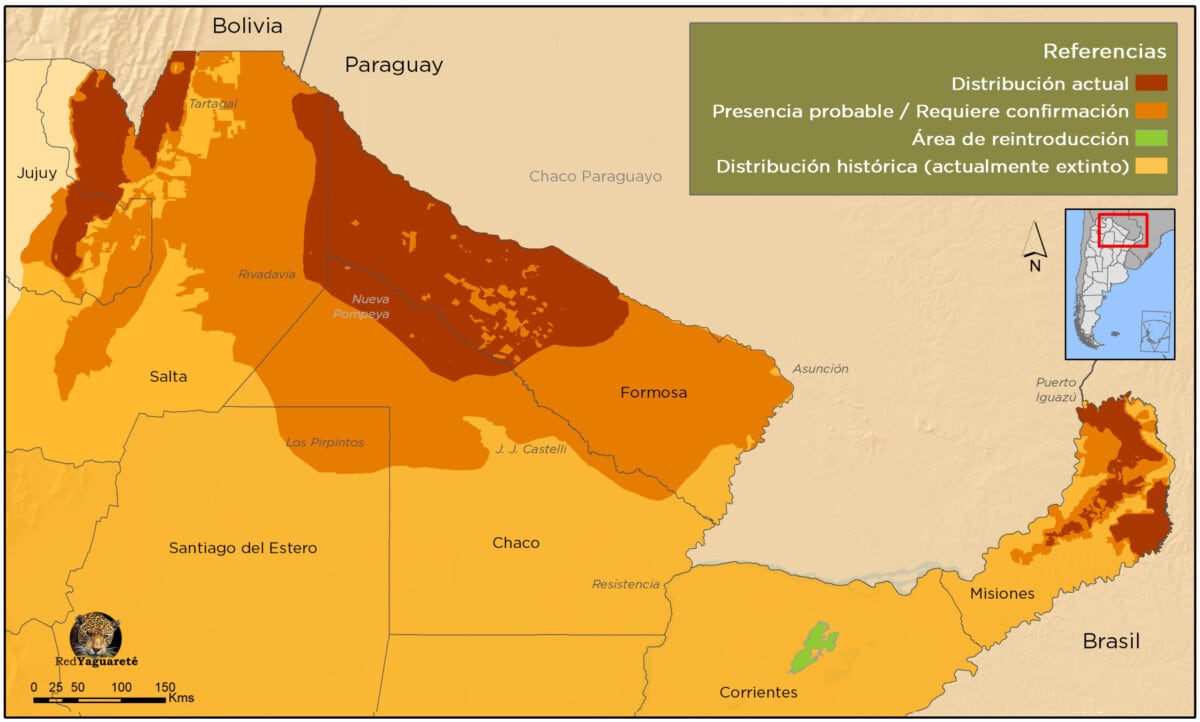 El yaguareté está en peligro crítico de extinción. Se estima que, en todo el país, hay alrededor de 250 ejemplares, divididos entre las yungas de Salta y Jujuy, la región chaqueña y porciones de la selva misionera, en el corredor verde