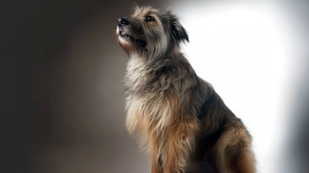 Los perros deben ser siempre