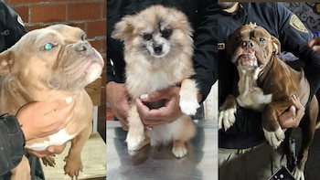 La Brigada de Vigilancia Animal