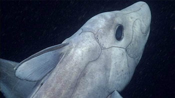 El descubrimiento subraya la necesidad