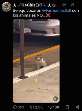 Captura de una publicación de red social con texto y un video de un gato sentado frente a un automóvil en un estacionamiento