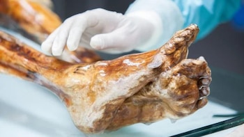 Descubren que las bacterias de la momia de Ötzi, el famoso Hombre de Hielo, siguen vivas más de 5.000 años después