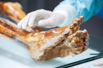 Una reciente investigación descubre bacterias vivas en la momia de Ötzi más de 5.000 años después de su muerte (Museo Arqueológico del Tirol del Sur/Eurac Research/Marion Lafogler)