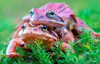 Algunas ranas fingen estar muertas