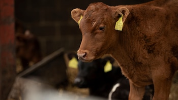 Vacas al sol, pero con ventilador: sombras, razas autóctonas adaptadas al calor en el campo o cómo el sector ganadero lucha contra el estrés térmico de sus animales