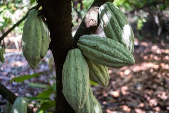 El precio del cacao ha