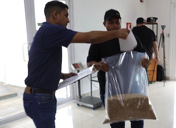 Productores entregaron los primeros cafés varietales para competir en la edición 30 del Best of Panama, que reunirá 104 lotes de alta gama. Cortesía