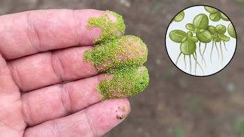 Descubrieron cómo las plantas más pequeñas del mundo redujeron su tamaño sin perder estructuras