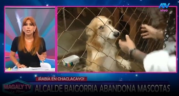 Magaly Medina pone contra las cuerdas a Sergio Baigorria por caso de perros y gatos: “Eso no es vida”. Captura: Magaly TV La Firme.