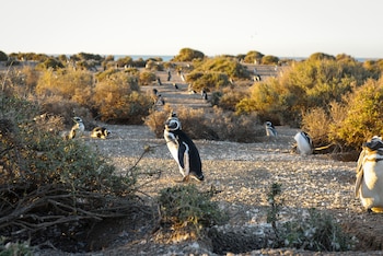 De las 19 especies de pingüinos que existen en el mundo, todas habitan el hemisferio sur y enfrentan un escenario de presiones crecientes, tanto ambientales como antrópicas