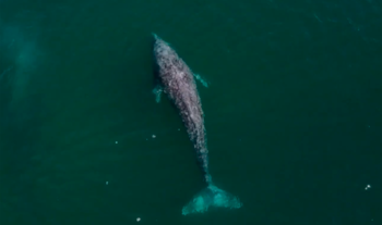 Un estudio registró a la