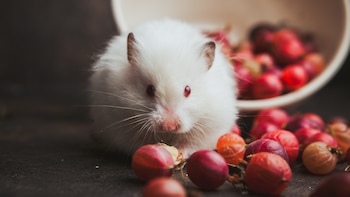 Las ratas también tienen remordimientos cuando toman una mala decisión con su alimentación: se autocastigan siguiendo el mismo patrón que los seres humanos