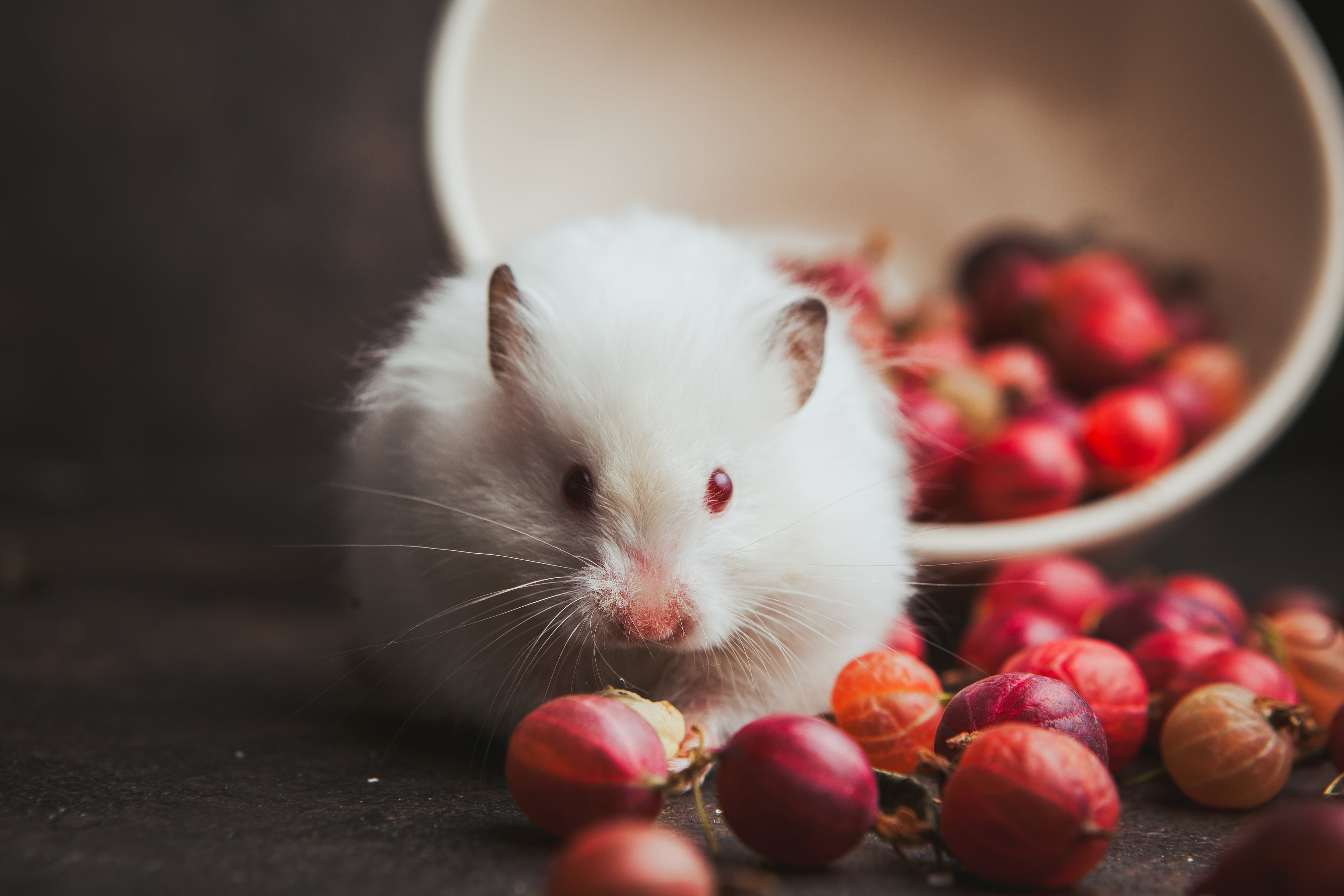 Rata buscando alimento. (Magnific)