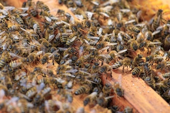 Decenas de abejas melíferas sobre bastidores de madera dentro de una colmena