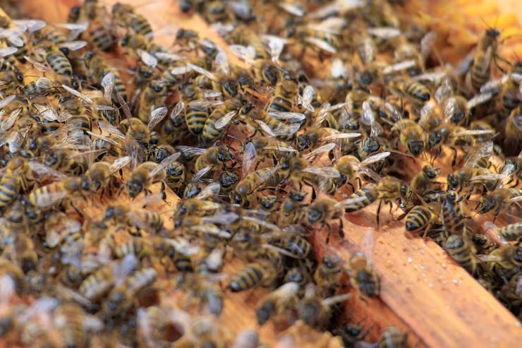 La nueva colonia nace formalmente en el momento en que sus primeras obreras salen al exterior para recolectar alimento (Magnific)