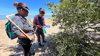 Violencia contra ambientalistas en México repunta en 2025: 10 asesinatos y más de 130 agresiones documentadas