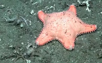 La nueva estrella "culona" que