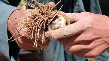 Birmania superó a Afganistán como