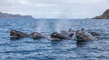 Varias ballenas picudas oscuras asoman la cabeza y el lomo sobre el mar azul con colinas rocosas en el fondo bajo un cielo nublado.