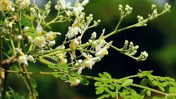 Cuáles son todos los beneficios