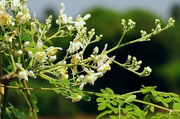 Conoce todos los beneficios de