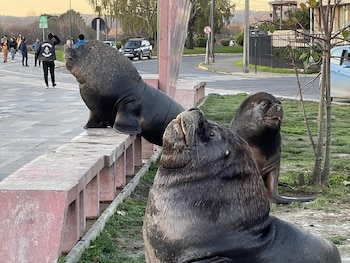 Tres lobos marinos en un paseo peatonal con bancos de piedra, césped, personas caminando y automóviles en la calle