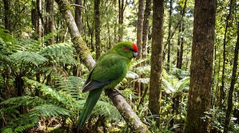 Periquito verde con frente roja y pico gris posado en una rama cubierta de musgo en un bosque con árboles y helechos.
