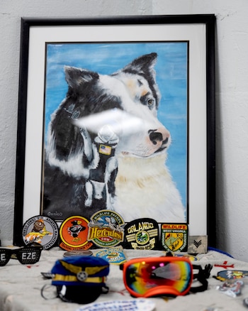 Cuadro enmarcado de un perro con pelaje blanco y negro, varios parches bordados, gafas de sol negras, un gorro azul y gafas deportivas naranjas sobre una tela