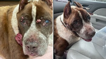 El canino tenía varias lesiones