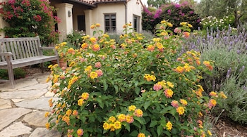 Un arbusto de lantana con flores amarillas y rosas se encuentra en primer plano de un jardín con lavanda, un banco de madera y una casa.