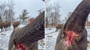 Yaad, el elefante que se toma fotos con su trompa y muestra su sonrisa en el zoológico de Rosamond Gifford (Facebook Rosamond Gifford Zoo)