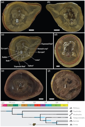 La identificación correcta fue posible gracias a tecnología avanzada que permitió revisar una clasificación que permaneció errónea durante 25 años (Thomas Clements, University of Reading)